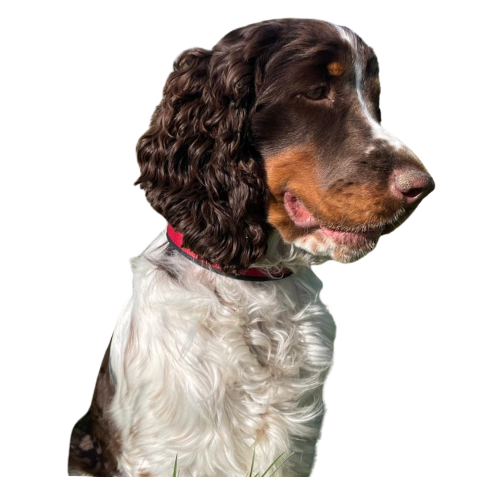 Hedi Hedi Praxishund